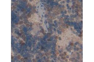 IHC-P analysis of Rat Tissue, with DAB staining. (TRADD Antikörper  (AA 24-261))