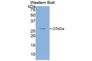Western blot analysis of recombinant Human OIT3. (OIT3 Antikörper  (AA 297-506))
