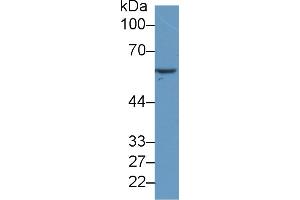Western Blot; Sample: Human MCF7 cell lysate; Primary Ab: 2µg/ml Mouse Anti-Human HSPD1 Antibody Second Ab: 0. (TNFSF14 Antikörper  (AA 62-240))