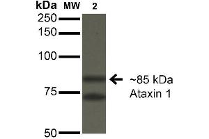 Western Blot analysis of Monkey COS-1 cells transfected with Ataxin- 1 showing detection of ~85 kDa Ataxin 1 protein using Mouse Anti-Ataxin 1 Monoclonal Antibody, Clone S76-8 . (Ataxin 1 Antikörper  (AA 164-197) (PE))