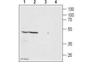 Western blot analysis of PANC-1 (lanes 1 and 3) and Jurkat (lanes 2 and 4) cell lysates: - 1,2. (ZACN Antikörper  (Extracellular, N-Term))