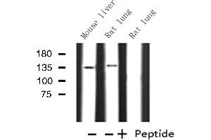 Western blot analysis of Histone KPB1/2 expression in various lysates (KPB1/2 Antikörper)