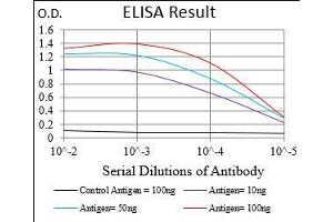 Black line: Control Antigen (100 ng), Purple line: Antigen(10 ng), Blue line: Antigen (50 ng), Red line: Antigen (100 ng), (PON1 Antikörper  (AA 20-155))