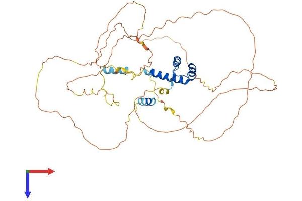EVX2 Protein (AA 1-475) (His tag)
