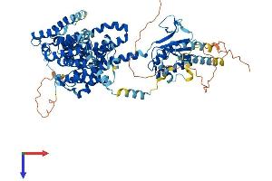 SLC26A2 Protein (AA 1-739) (His tag)