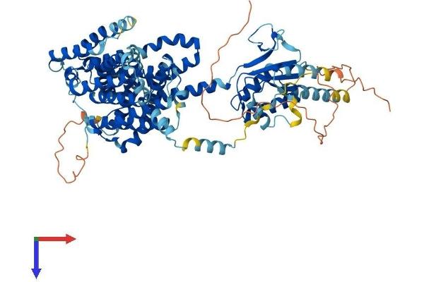 SLC26A2 Protein (AA 1-739) (His tag)