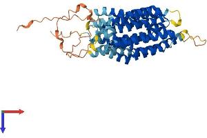 SLC46A2 Protein (AA 1-475) (His tag)