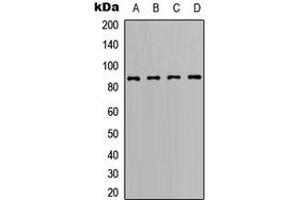 Western blot analysis of BCL6 expression in Ramos (A), A20 (B), Raw264. (BCL6 Antikörper  (C-Term))