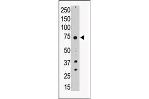Western blot analysis of PRDM14 polyclonal antibody  in A-549 cell lysate. (PRDM14 Antikörper  (N-Term))
