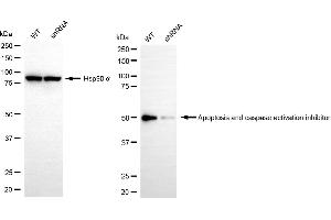 Western blotting analysis using apoptosis and caspase activation inhibitor antibody (ABIN7797634). (Rekombinanter AVEN Antikörper)