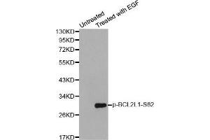 Western blot analysis of extracts from Hela cells using Phospho-BCL2L1-S62 antibody. (BCL2L1 Antikörper  (pSer62))