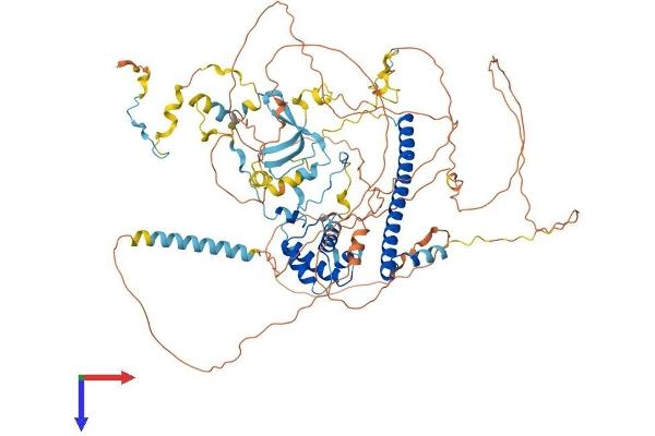 EPC1 Protein (AA 1-836) (His tag)