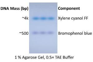 Image no. 1 for ExcelDye™ 6X DNA Loading Dye, Blue (ABIN5662578) (ExcelDye™ 6X DNA Loading Dye, Blue)