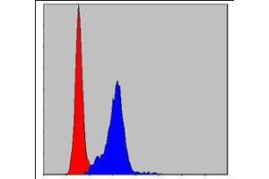 Flow cytometric analysis of Hela cells using CRK mouse mAb (blue) and negative control (red). (Crk Antikörper)