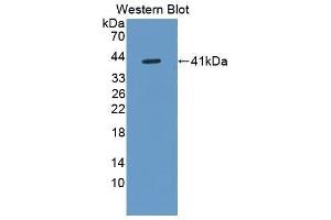 Western Blotting (WB) image for anti-Defensin, alpha 6, Paneth Cell-Specific (DEFA6) (AA 19-99) antibody (ABIN1867547)