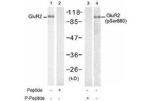 Image no. 1 for anti-Glutamate Receptor, Ionotropic, AMPA 2 (GRIA2) (Ser880) antibody (ABIN197559) (GRIA2 Antikörper  (Ser880))