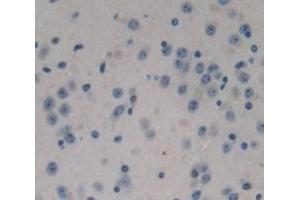 IHC-P analysis of Mouse Tissue, with DAB staining. (NPEPPS Antikörper  (AA 584-755))