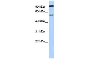 Western Blotting (WB) image for anti-gamma-aminobutyric Acid (GABA) Receptor, rho 1 (GABRR1) antibody (ABIN2458128)
