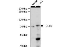 Western blot analysis of extracts of various cell lines, using CCR4 antibody (ABIN7266306) at 1:1000 dilution. (CCR4 Antikörper  (AA 1-100))
