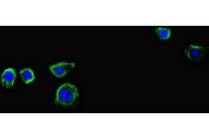 Immunofluorescent analysis of HepG2 cells using ABIN7156809 at dilution of 1:100 and Alexa Fluor 488-congugated AffiniPure Goat Anti-Rabbit IgG(H+L) (Interleukin 17a Antikörper  (AA 26-132))