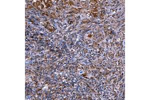IHC analysis of SERAC1 using anti-SERAC1 antibody (ABIN7602709).