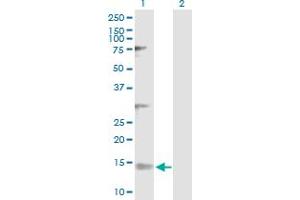 Western Blot analysis of NDUFV3 expression in transfected 293T cell line by NDUFV3 MaxPab polyclonal antibody.