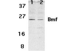 Image no. 2 for anti-Bcl2 Modifying Factor (BMF) (N-Term) antibody (ABIN205648) (BMF Antikörper  (N-Term))