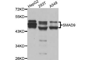 Western blot analysis of extracts of various cell lines, using SMAD9 antibody (ABIN5975592) at 1/1000 dilution. (SMAD9 Antikörper)
