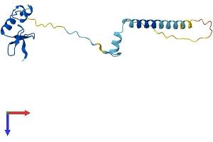 RPL24 Protein (AA 1-157) (His tag)