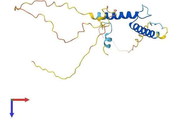 HAND1 Protein (AA 1-216) (His tag)