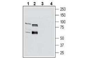 Western blot analysis of mouse kidney lysates (lanes 1 and 3) and rat small intestine lysates (lanes 2 and 4): - 1-2. (SLC22A4 Antikörper  (C-Term, Intracellular))