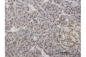 Immunoperoxidase of monoclonal antibody to HMX2 on formalin-fixed paraffin-embedded human pancreas. (HMX2 Antikörper  (AA 125-224))
