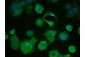 Immunofluorescence (IF) image for anti-Heat Shock 70kDa Protein 8 (HSPA8) (AA 2-646) antibody (ABIN7154884)
