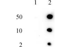 Histone H2AQ104me1 (pAb) tested by dot blot analysis.