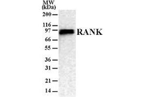 RANK Western Blot. (TNFRSF11A Antikörper)