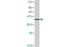 Image no. 1 for anti-Chromosome 12 Open Reading Frame 57 (C12orf57) (AA 1-126) antibody (ABIN530214) (C12orf57 Antikörper  (AA 1-126))