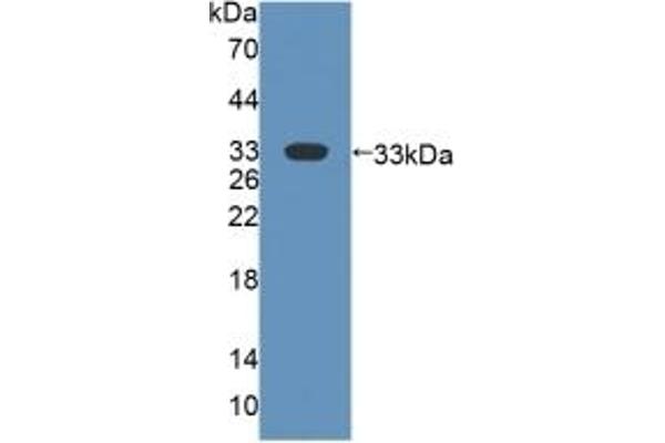 FMO2 antibody  (AA 295-469)