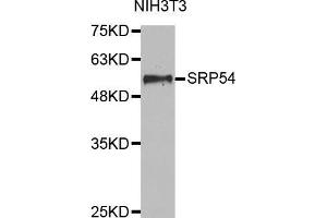 Western blot analysis of extracts of NIH3T3 cell lines, using SRP54 antibody. (SRP54 Antikörper  (AA 196-455))