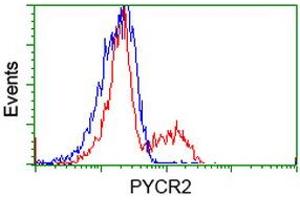 HEK293T cells transfected with either RC204525 overexpress plasmid (Red) or empty vector control plasmid (Blue) were immunostained by anti-PYCR2 antibody (ABIN2453560), and then analyzed by flow cytometry. (PYCR2 Antikörper)