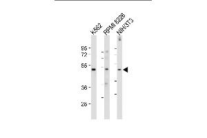 All lanes : Anti-MEF2C-p. (MEF2C Antikörper  (AA 365-394))