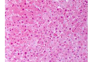 Anti-SOD1 antibody IHC of human liver, hephatocytes. (SOD1 Antikörper  (Biotin))