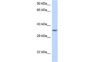 WB Suggested Anti-CRK Antibody Titration: 1. (Crk Antikörper  (C-Term))