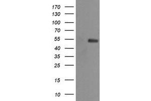 Image no. 2 for anti-Mdm4-binding Protein (MDM4) antibody (ABIN1499358) (MDM4-binding Protein Antikörper)