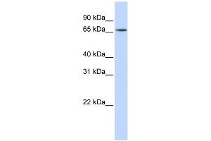 HNRNPR antibody used at 1 ug/ml to detect target protein. (HNRNPR Antikörper  (N-Term))