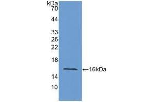 Detection of Recombinant LOXL2, Mouse using Polyclonal Antibody to Lysyl Oxidase Like Protein 2 (LOXL2) (LOXL2 Antikörper  (AA 53-160))