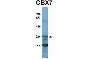 Western Blotting (WB) image for anti-Chromobox Homolog 7 (CBX7) (Middle Region) antibody (ABIN2775828)