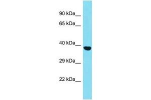 Host: Rabbit Target Name: SGCZ Sample Type: HepG2 Whole Cell lysates Antibody Dilution: 1. (SGCZ Antikörper  (C-Term))