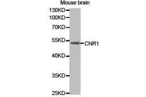 Western Blotting (WB) image for anti-Cannabinoid Receptor 1 (CNR1) antibody (ABIN1871938) (CNR1 Antikörper)