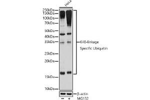 Western blot analysis of extracts of HeLa cells, using K48-linkage Specific Ubiquitin Rabbit mAb (ABIN1680189, ABIN3017871, ABIN3017872 and ABIN7101530) at 1:1000 dilution. (Ubiquitin B Antikörper)