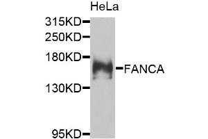 Western blot analysis of extracts of HeLa cells, using FANCA antibody. (FANCA Antikörper)